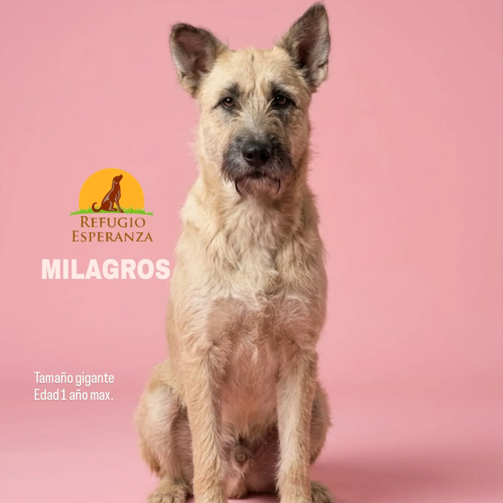 Milagros