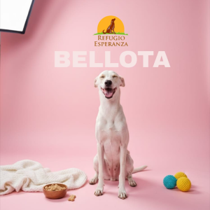 BELLOTA