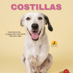 COSTILLAS