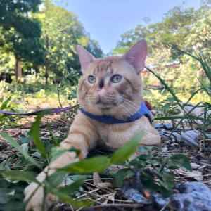 GARFIELD